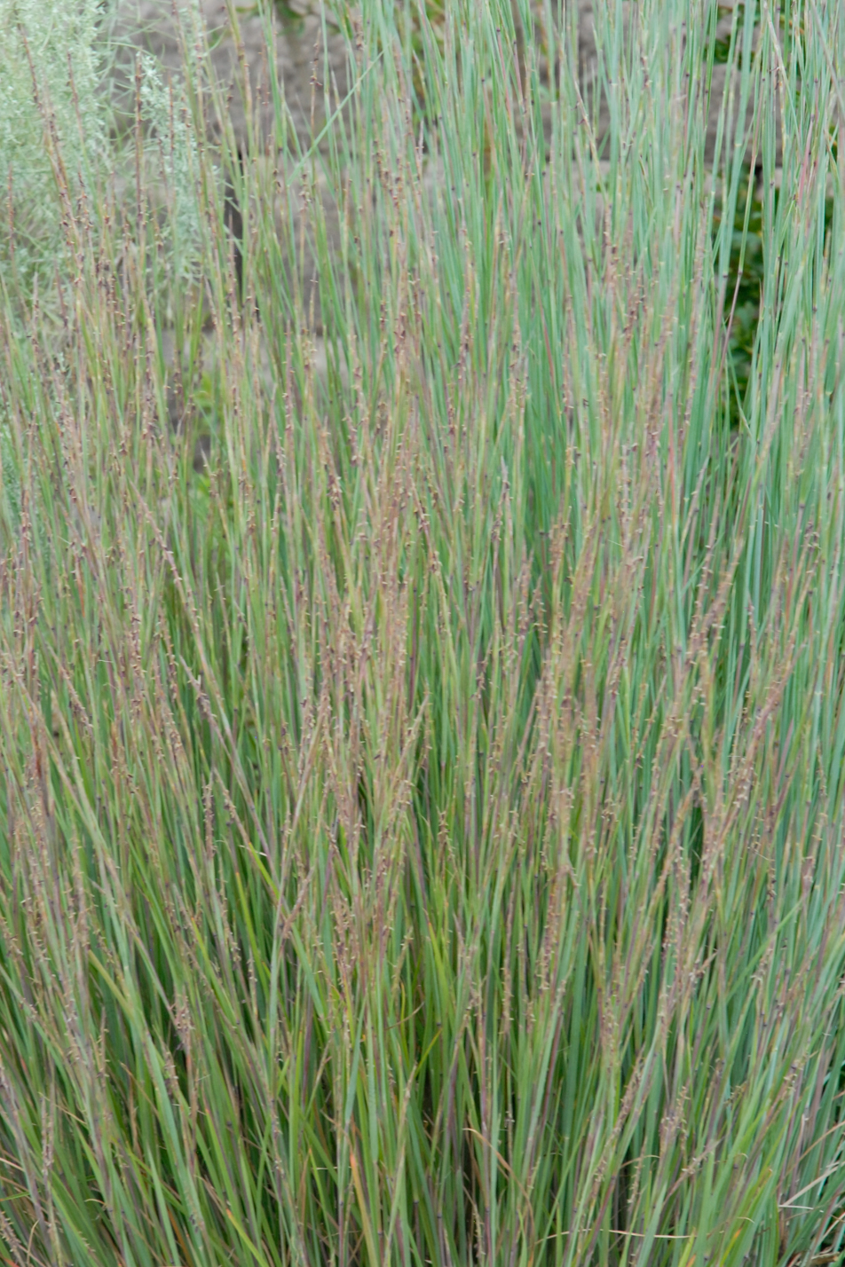 The Blues Little Bluestem